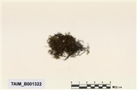 藏品(溪岸美喙苔)的圖片